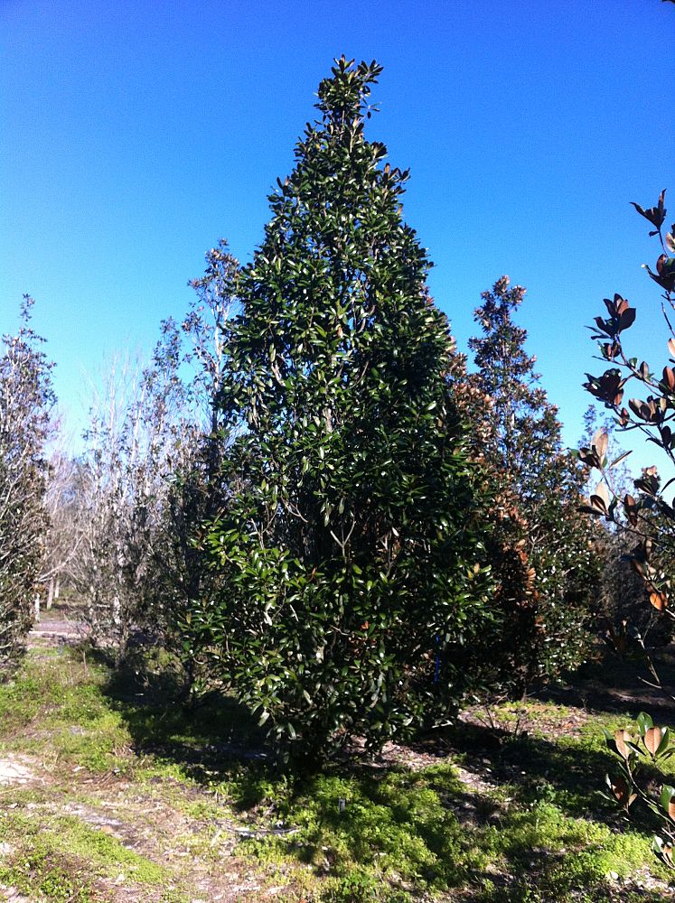 magnolia-grandiflora-mgtig-greenback-southern-magnolia