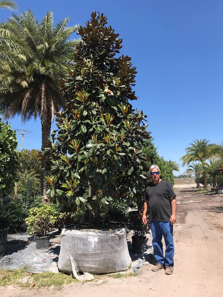 magnolia-grandiflora-miss-chloe-southern-magnolia