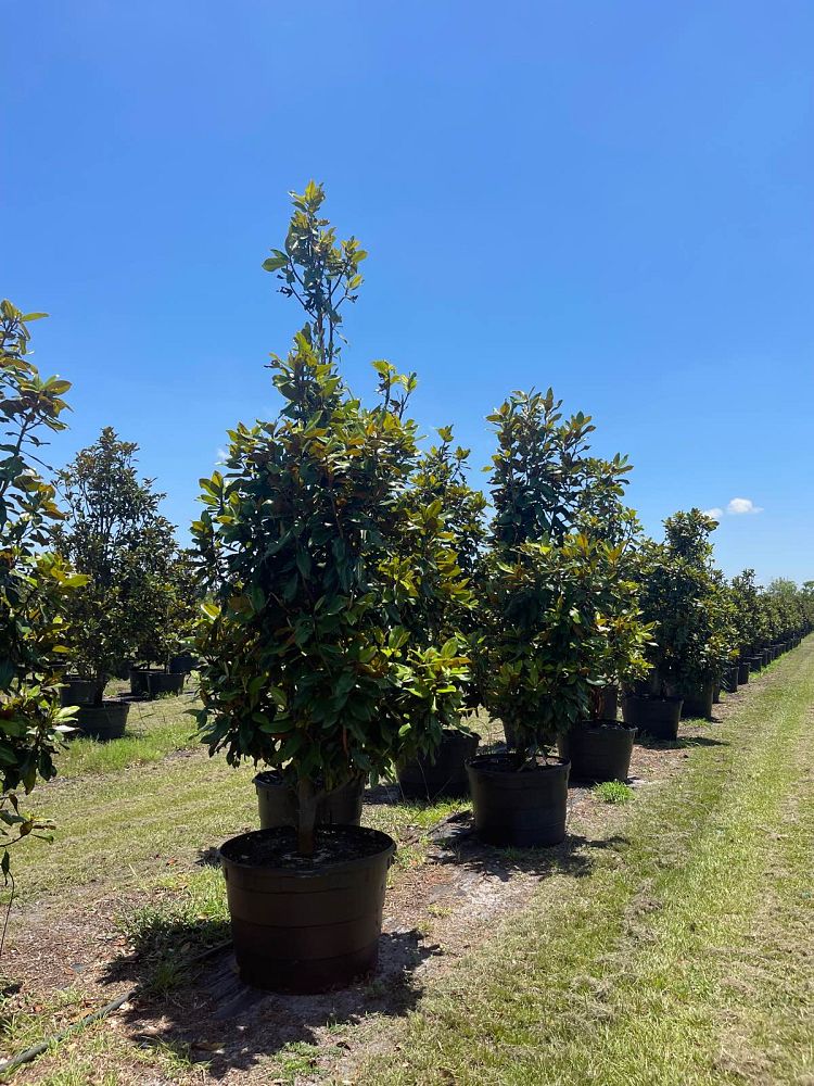 magnolia-grandiflora-miss-chloe-southern-magnolia