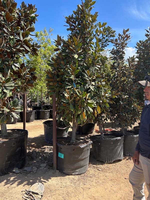 magnolia-grandiflora-miss-chloe-southern-magnolia