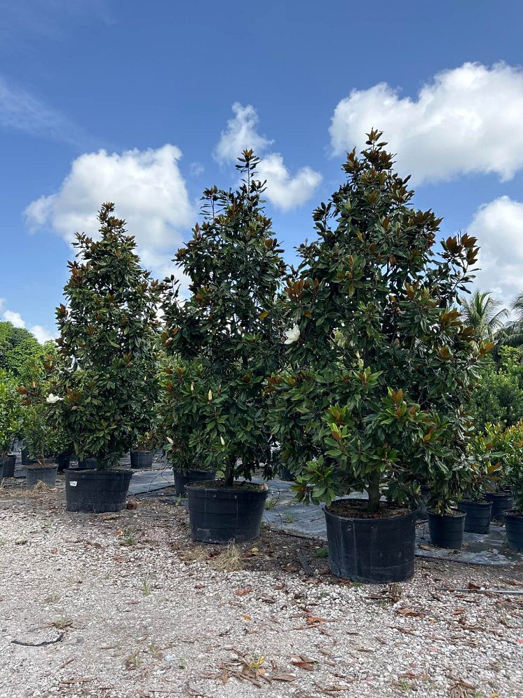 magnolia-grandiflora-miss-chloe-southern-magnolia
