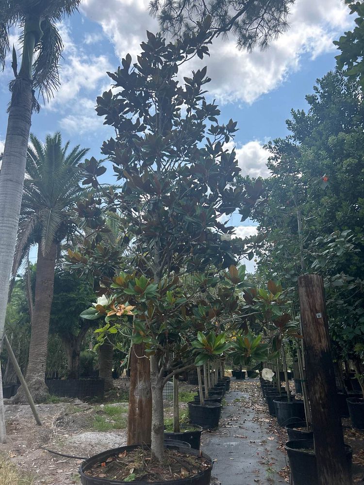 magnolia-grandiflora-miss-chloe-southern-magnolia