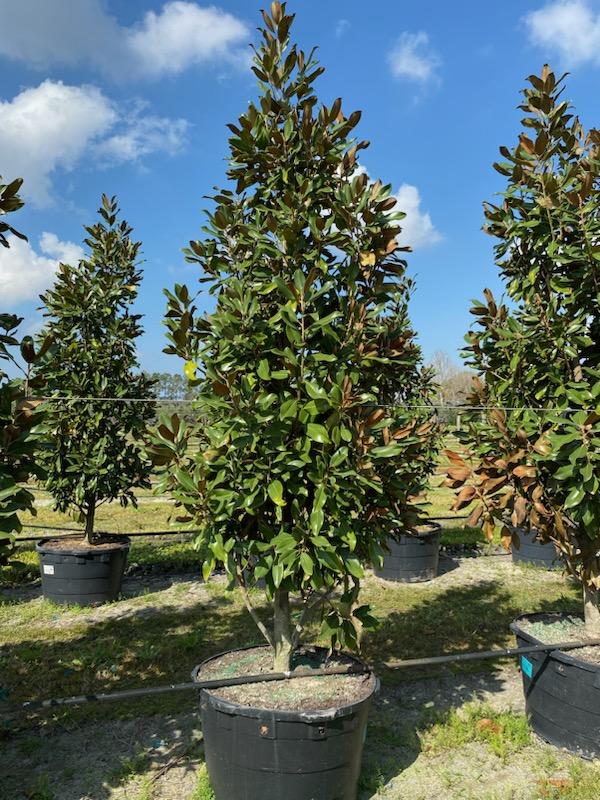 magnolia-grandiflora-miss-chloe-southern-magnolia