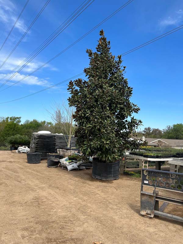 magnolia-grandiflora-miss-chloe-southern-magnolia