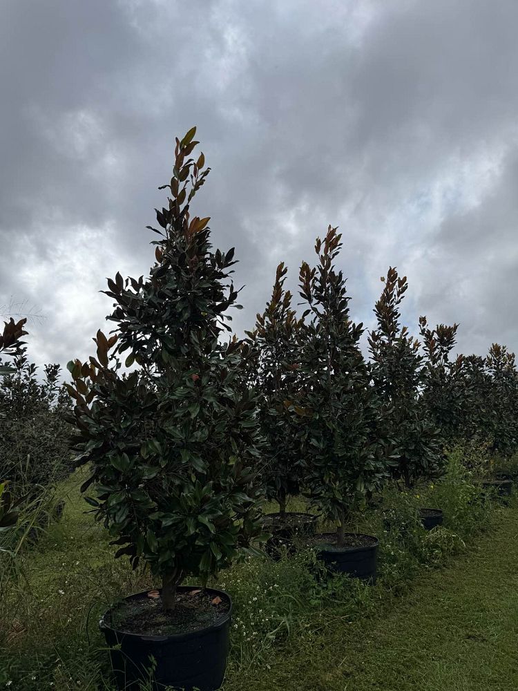 magnolia-grandiflora-miss-chloe-southern-magnolia