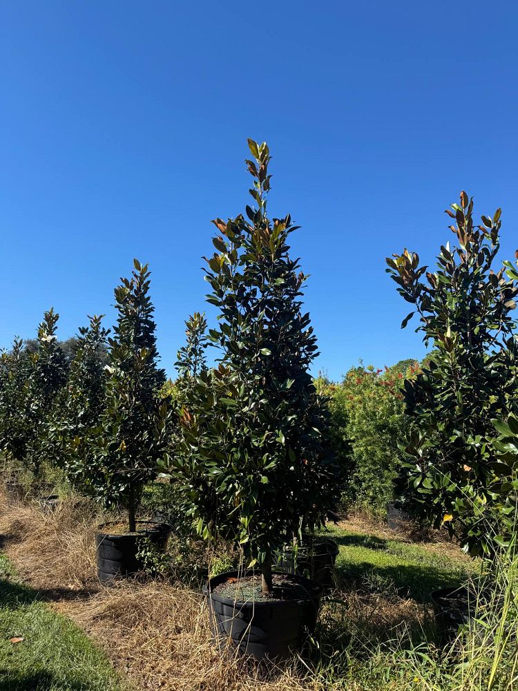 magnolia-grandiflora-miss-chloe-southern-magnolia