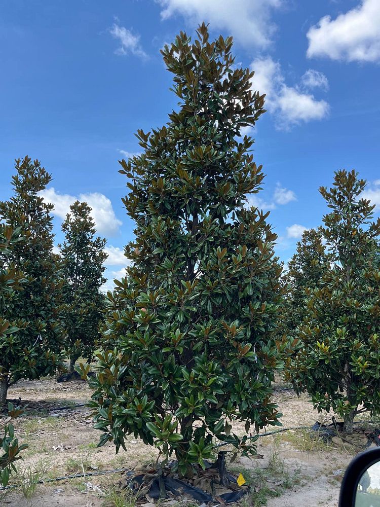 magnolia-grandiflora-seagrove-southern-magnolia