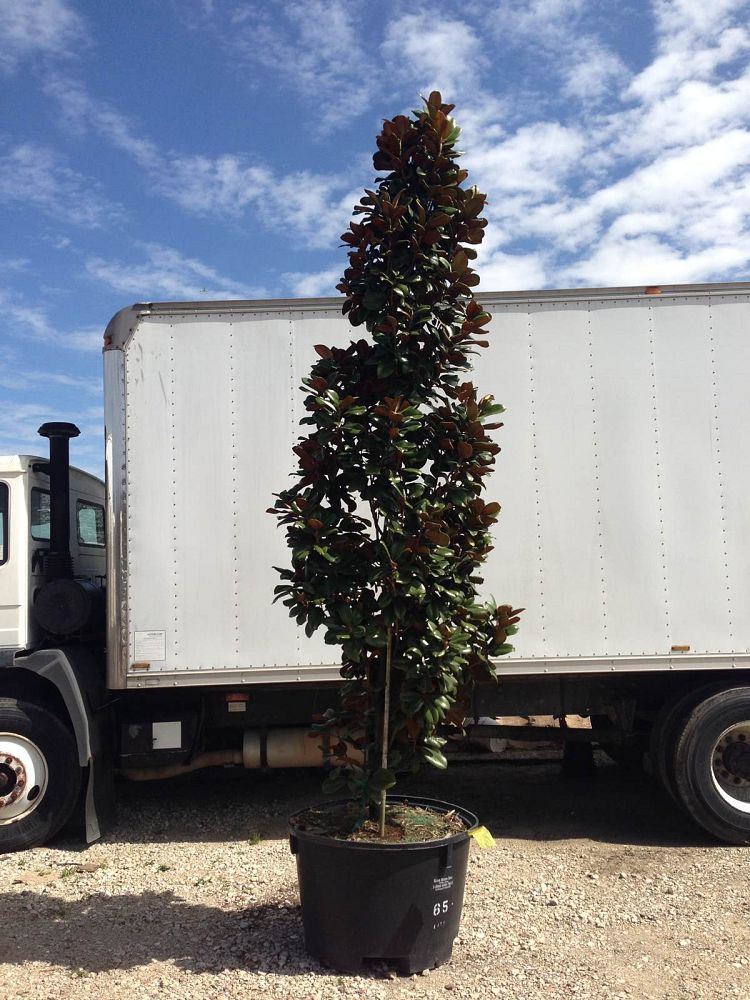 magnolia-grandiflora-southern-charm-southern-magnolia-teddy-bear