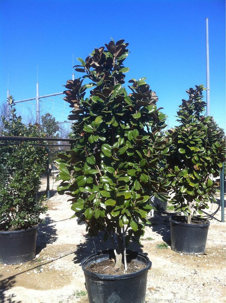 magnolia-grandiflora-southern-charm-southern-magnolia-teddy-bear
