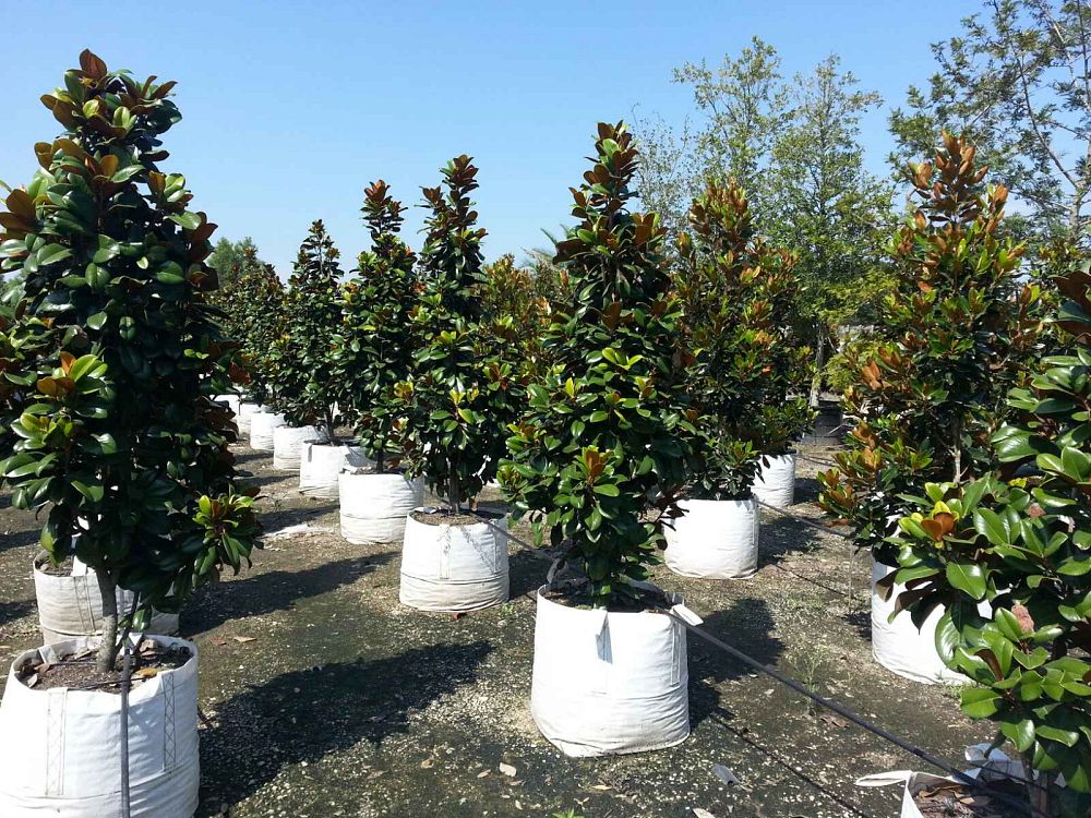 magnolia-grandiflora-southern-charm-southern-magnolia-teddy-bear
