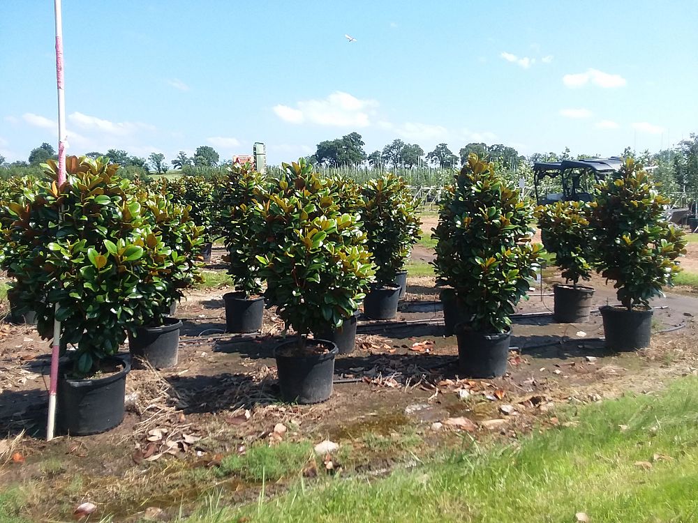 magnolia-grandiflora-southern-charm-southern-magnolia-teddy-bear