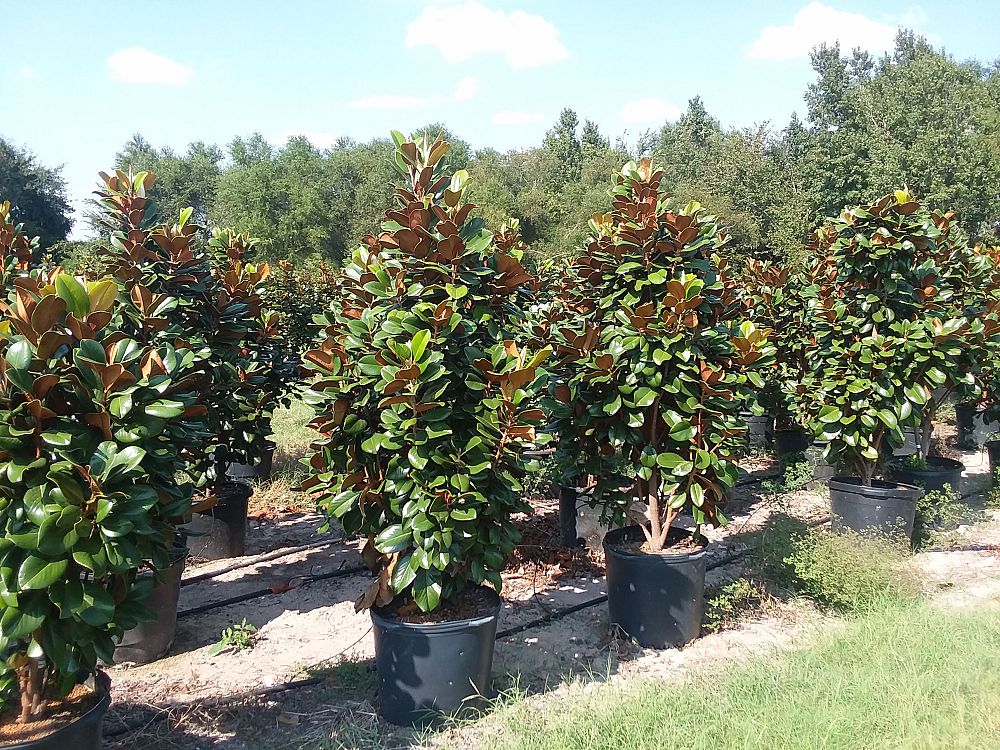 magnolia-grandiflora-southern-charm-southern-magnolia-teddy-bear
