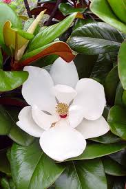magnolia-grandiflora-southern-charm-southern-magnolia-teddy-bear
