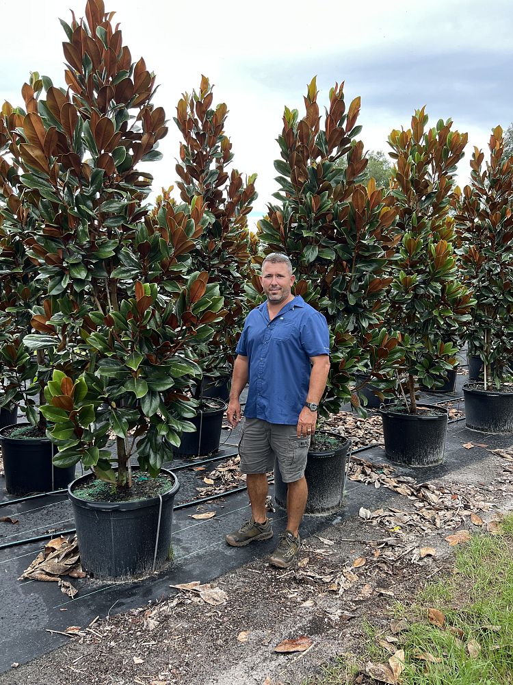 magnolia-grandiflora-southern-charm-southern-magnolia-teddy-bear