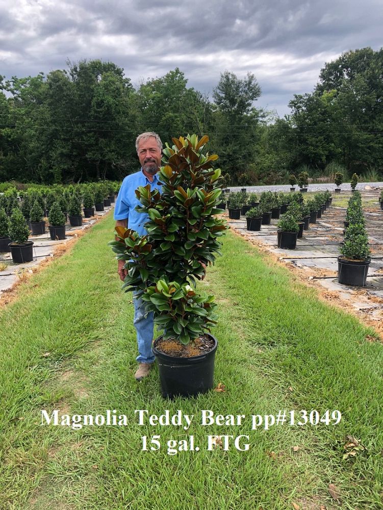 magnolia-grandiflora-southern-charm-southern-magnolia-teddy-bear