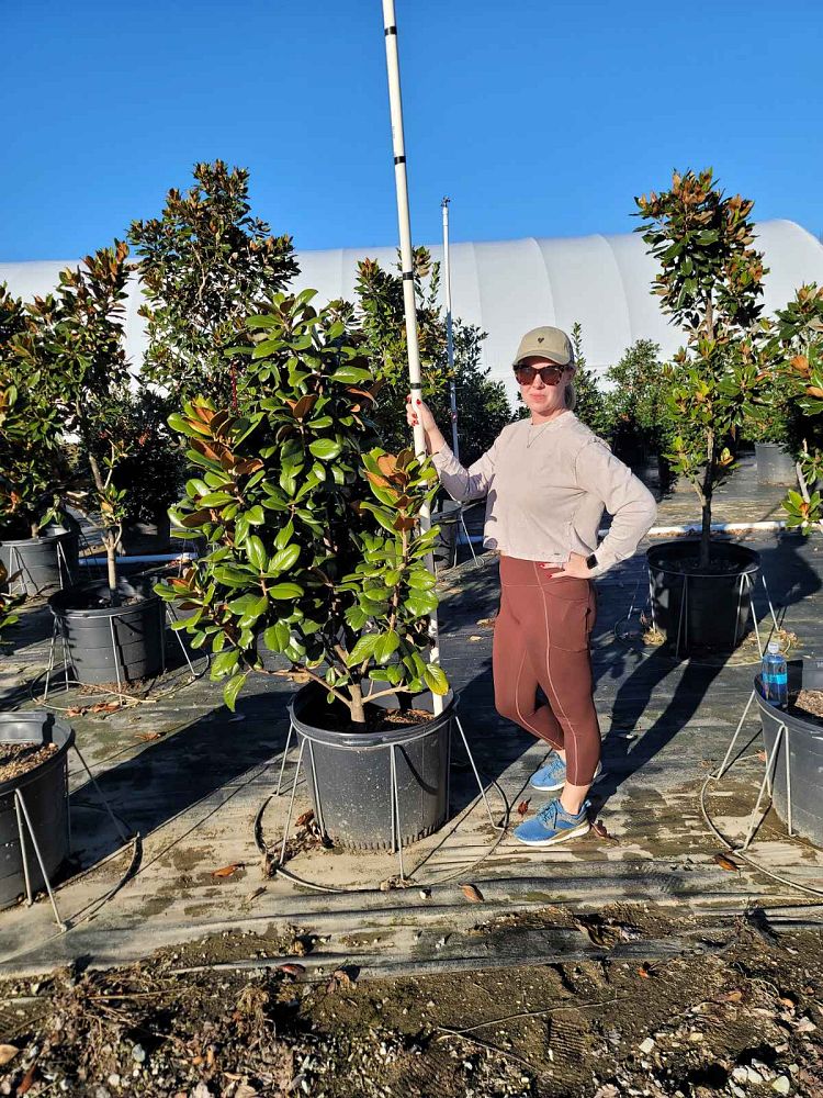 magnolia-grandiflora-southern-charm-southern-magnolia-teddy-bear