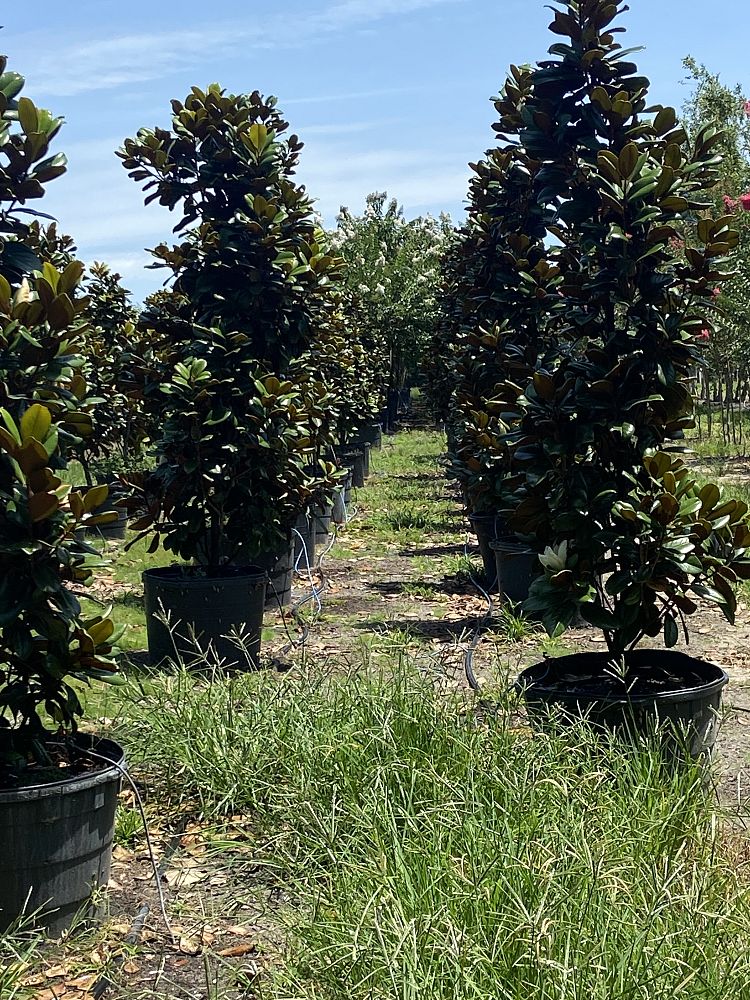 magnolia-grandiflora-southern-charm-southern-magnolia-teddy-bear