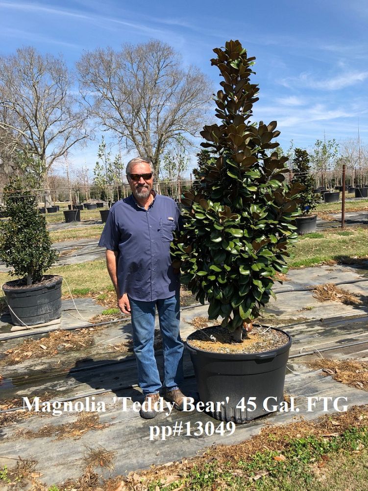 magnolia-grandiflora-southern-charm-southern-magnolia-teddy-bear