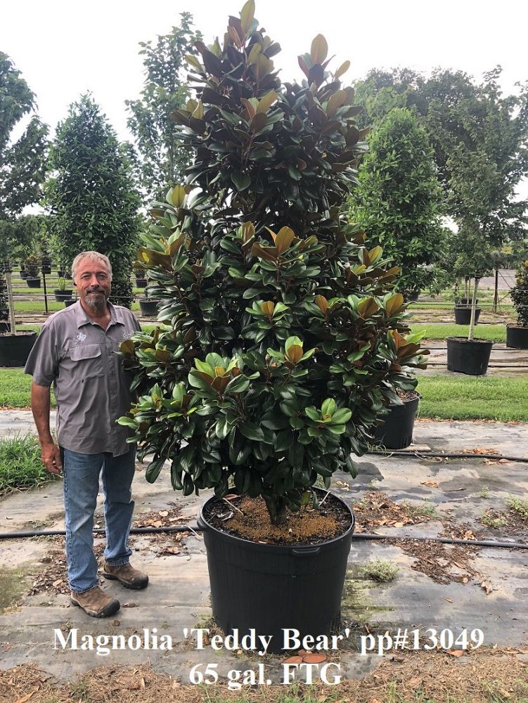 magnolia-grandiflora-southern-charm-southern-magnolia-teddy-bear