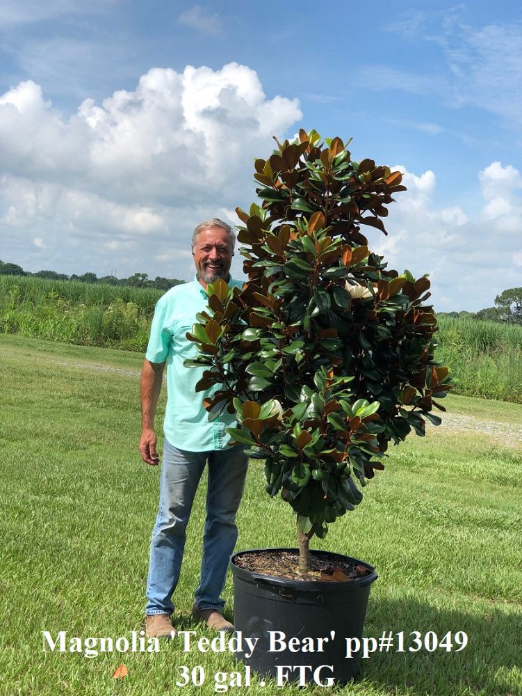 magnolia-grandiflora-southern-charm-southern-magnolia-teddy-bear