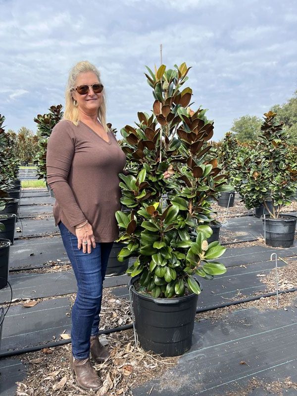 magnolia-grandiflora-southern-charm-southern-magnolia-teddy-bear