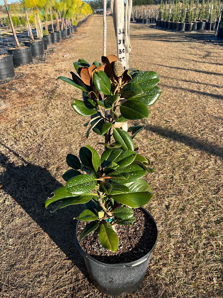magnolia-grandiflora-southern-charm-southern-magnolia-teddy-bear
