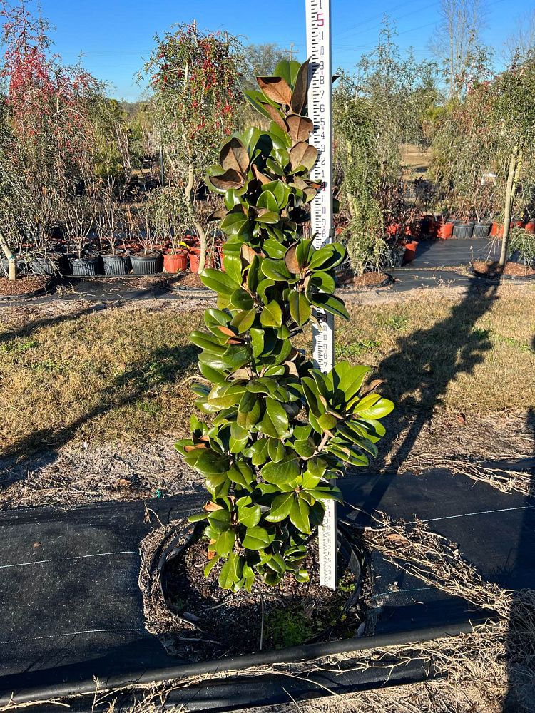 magnolia-grandiflora-southern-charm-southern-magnolia-teddy-bear