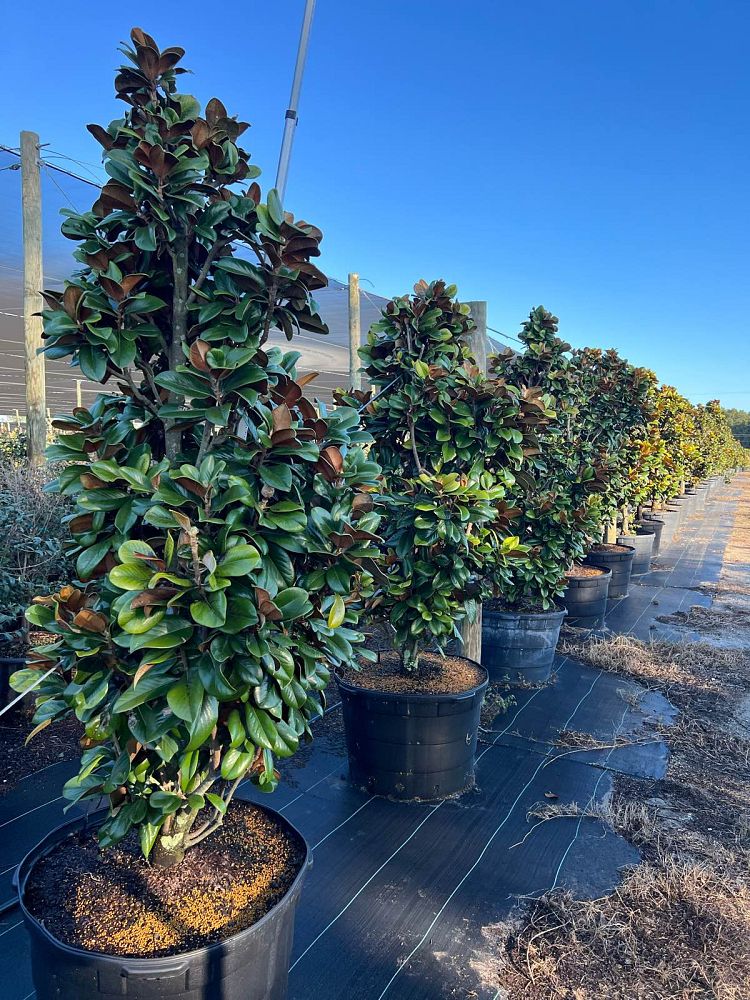 magnolia-grandiflora-southern-charm-southern-magnolia-teddy-bear