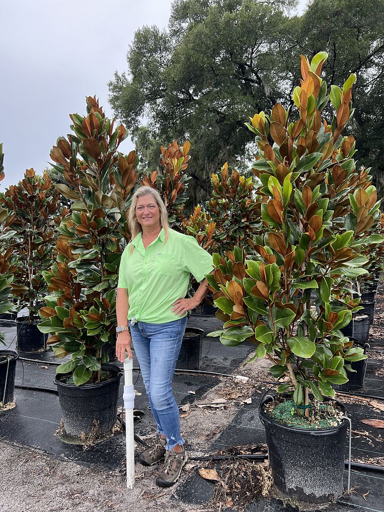 magnolia-grandiflora-southern-charm-southern-magnolia-teddy-bear