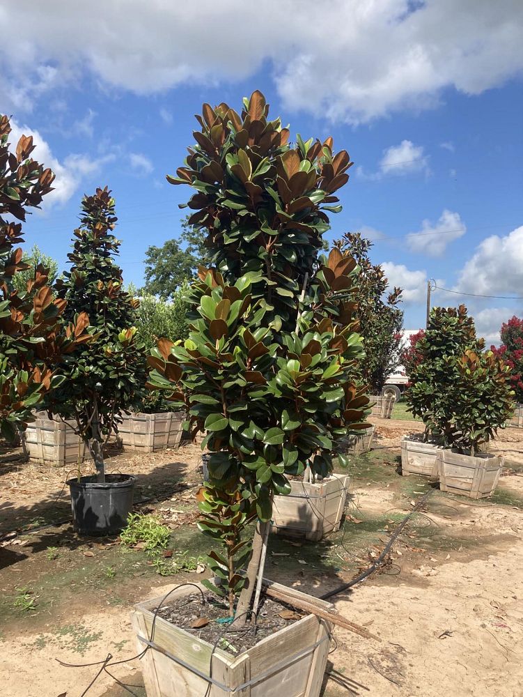 magnolia-grandiflora-southern-charm-southern-magnolia-teddy-bear