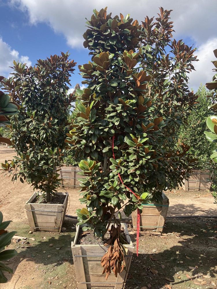 magnolia-grandiflora-southern-charm-southern-magnolia-teddy-bear