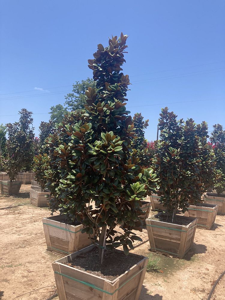 magnolia-grandiflora-southern-charm-southern-magnolia-teddy-bear