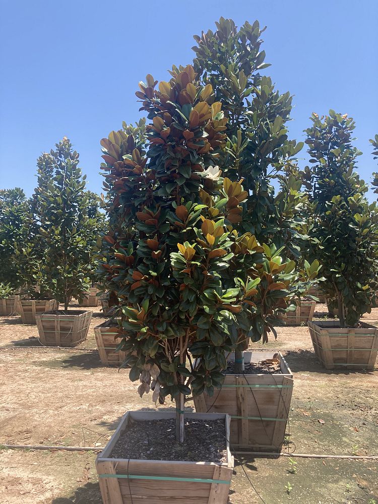 magnolia-grandiflora-southern-charm-southern-magnolia-teddy-bear