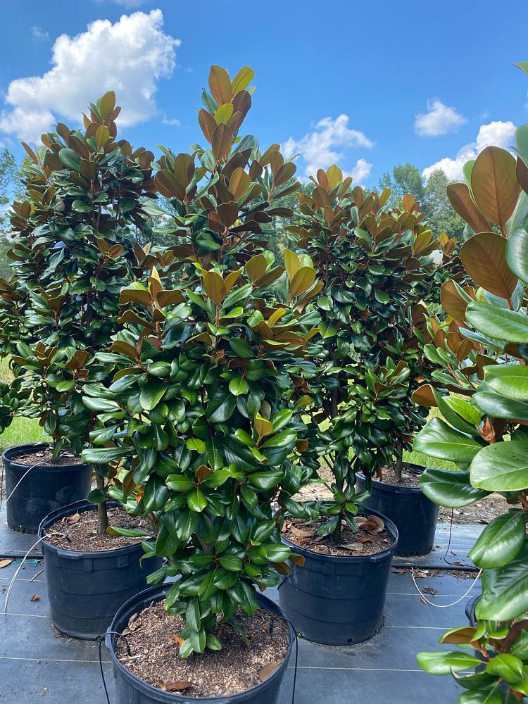 magnolia-grandiflora-southern-charm-southern-magnolia-teddy-bear