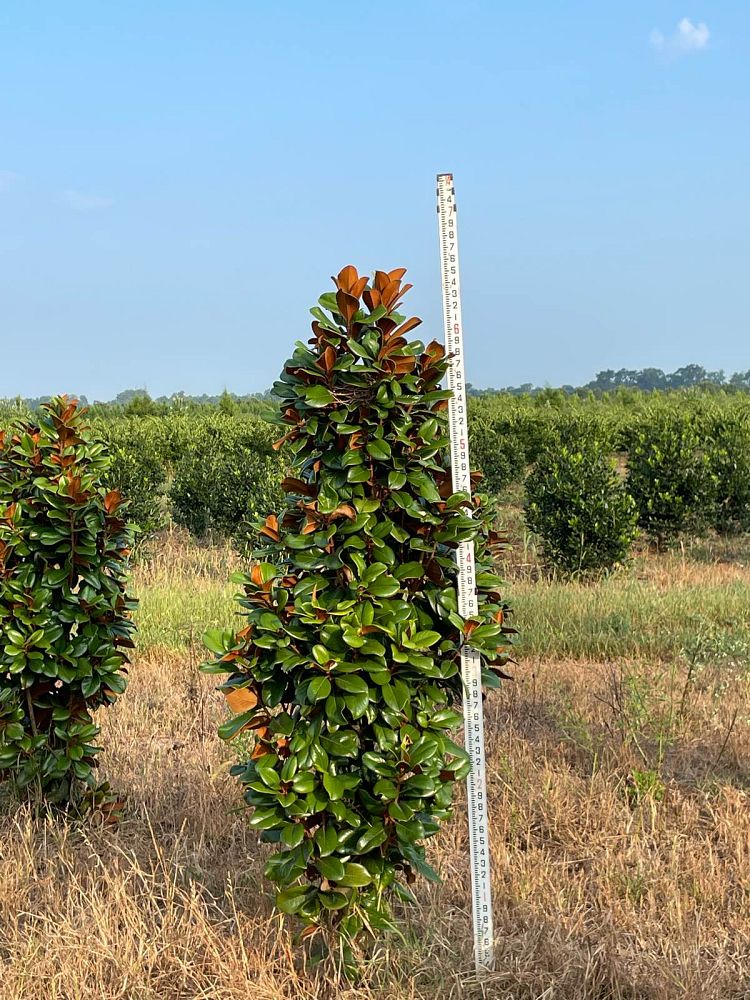magnolia-grandiflora-southern-charm-southern-magnolia-teddy-bear