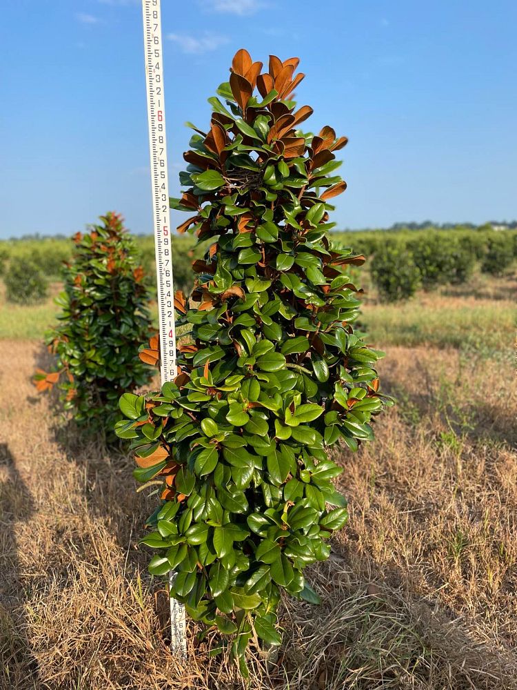 magnolia-grandiflora-southern-charm-southern-magnolia-teddy-bear