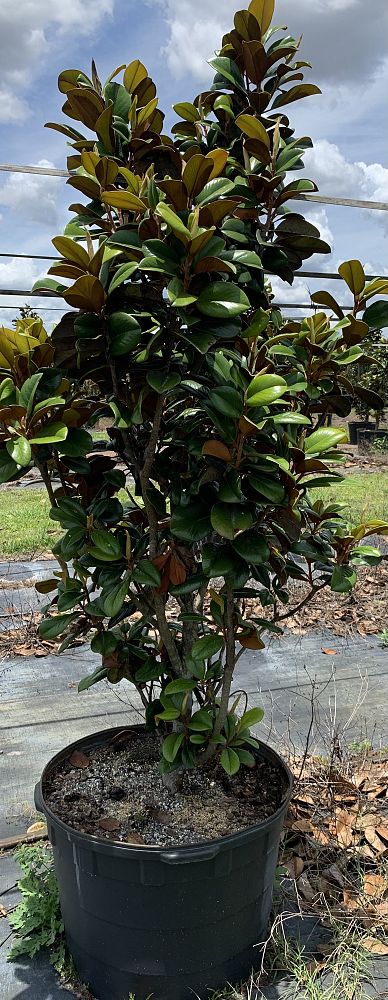 magnolia-grandiflora-southern-charm-southern-magnolia-teddy-bear