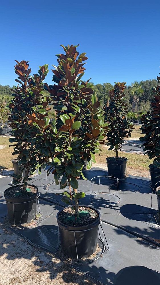 magnolia-grandiflora-southern-charm-southern-magnolia-teddy-bear