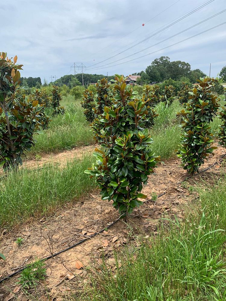 magnolia-grandiflora-southern-charm-southern-magnolia-teddy-bear