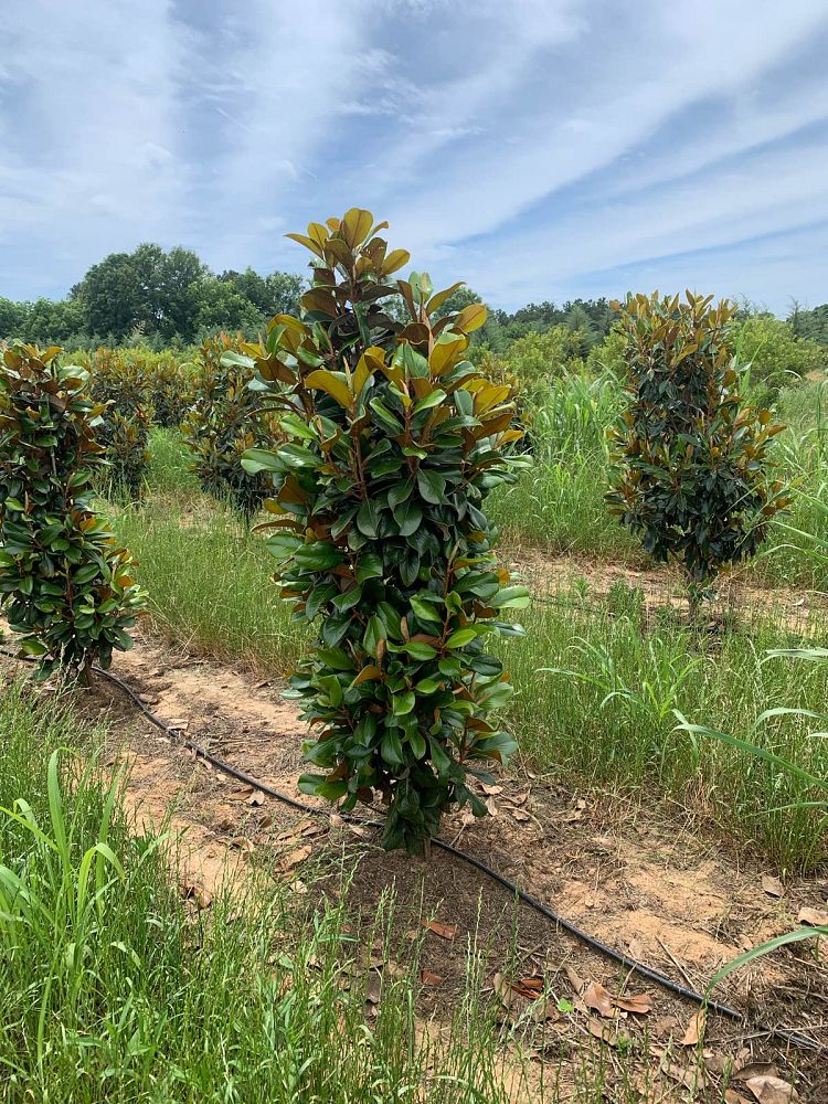 magnolia-grandiflora-southern-charm-southern-magnolia-teddy-bear
