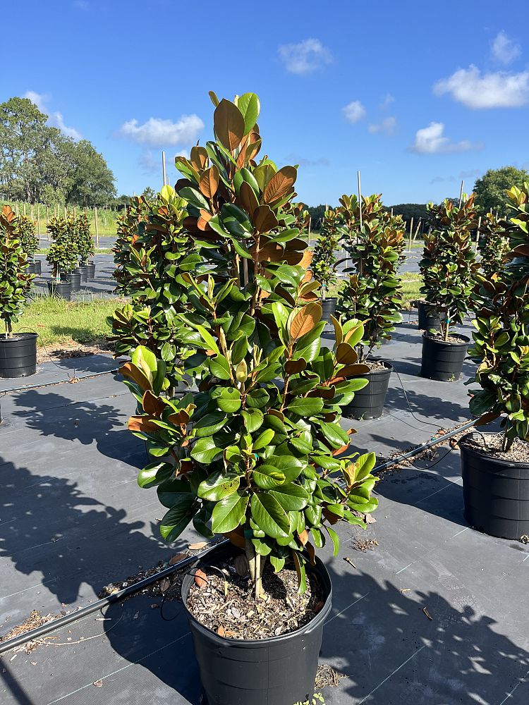 magnolia-grandiflora-southern-charm-southern-magnolia-teddy-bear
