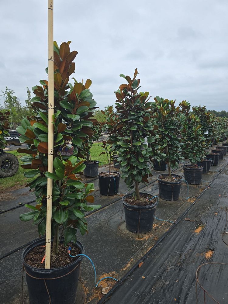 magnolia-grandiflora-southern-charm-southern-magnolia-teddy-bear