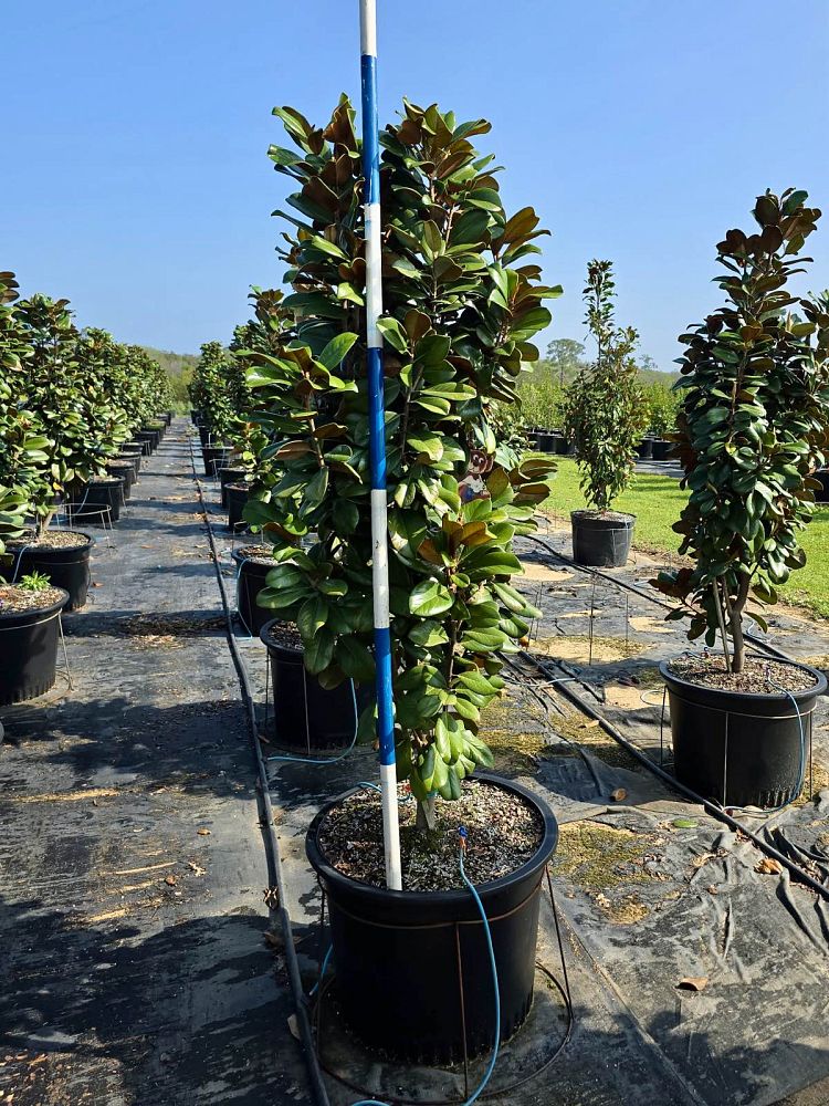 magnolia-grandiflora-southern-charm-southern-magnolia-teddy-bear