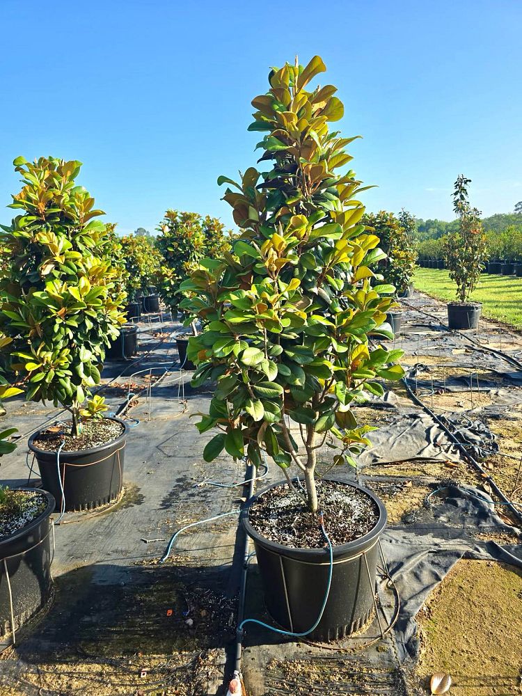magnolia-grandiflora-southern-charm-southern-magnolia-teddy-bear