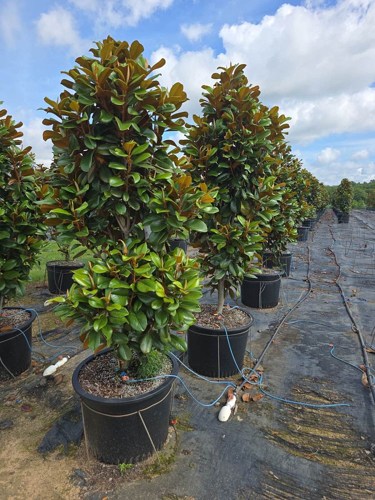 magnolia-grandiflora-southern-charm-southern-magnolia-teddy-bear