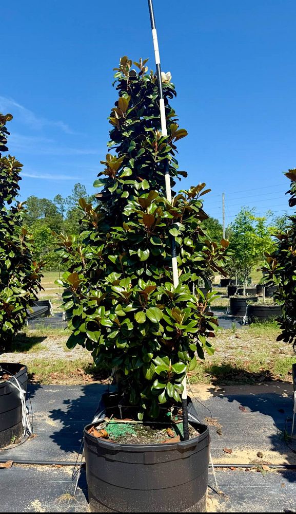 magnolia-grandiflora-southern-charm-southern-magnolia-teddy-bear