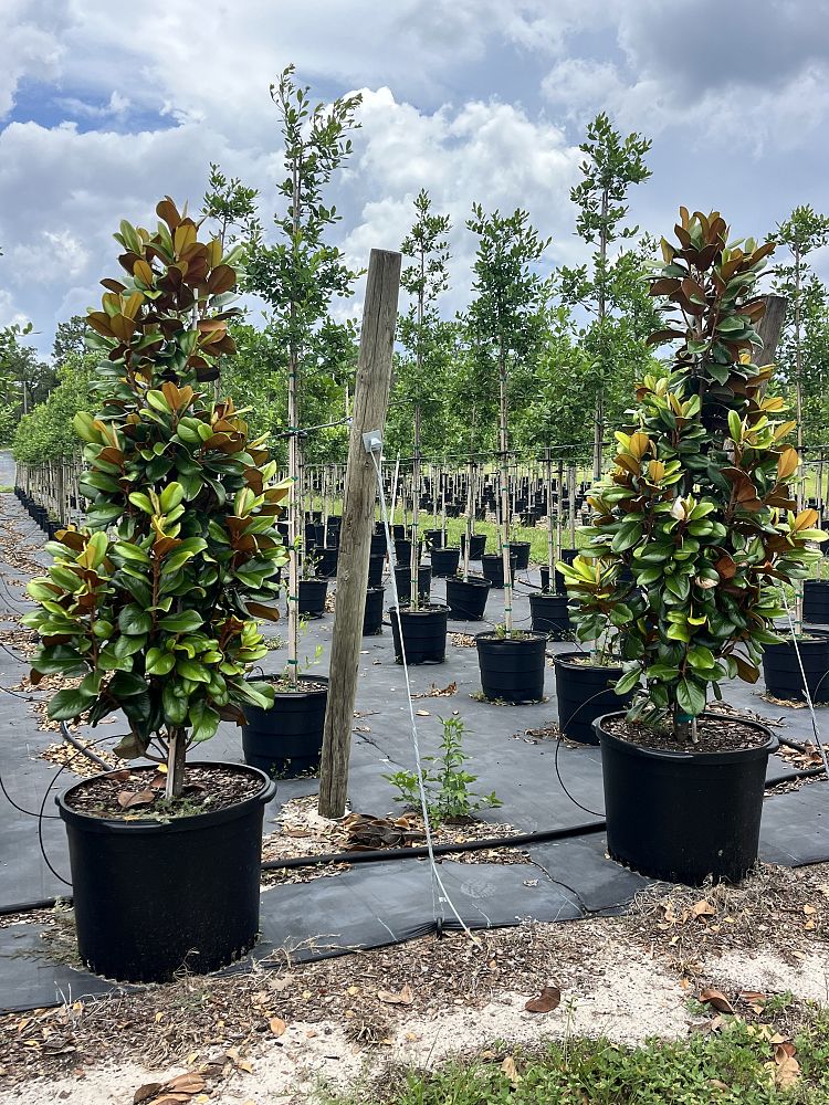 magnolia-grandiflora-southern-charm-southern-magnolia-teddy-bear