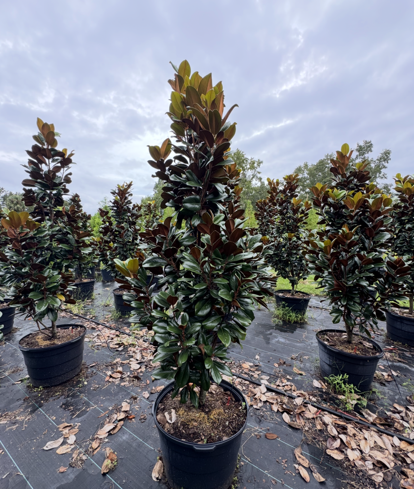 magnolia-grandiflora-southern-charm-southern-magnolia-teddy-bear