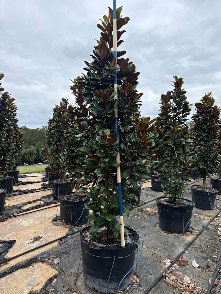 magnolia-grandiflora-southern-charm-southern-magnolia-teddy-bear