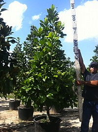 magnolia-grandiflora-southern-magnolia
